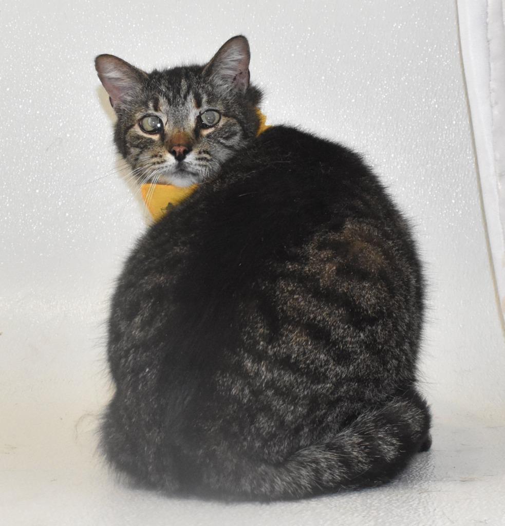 Enlarge Skittles, a Adoptable mixed breed in Springfield, OH image 3/3