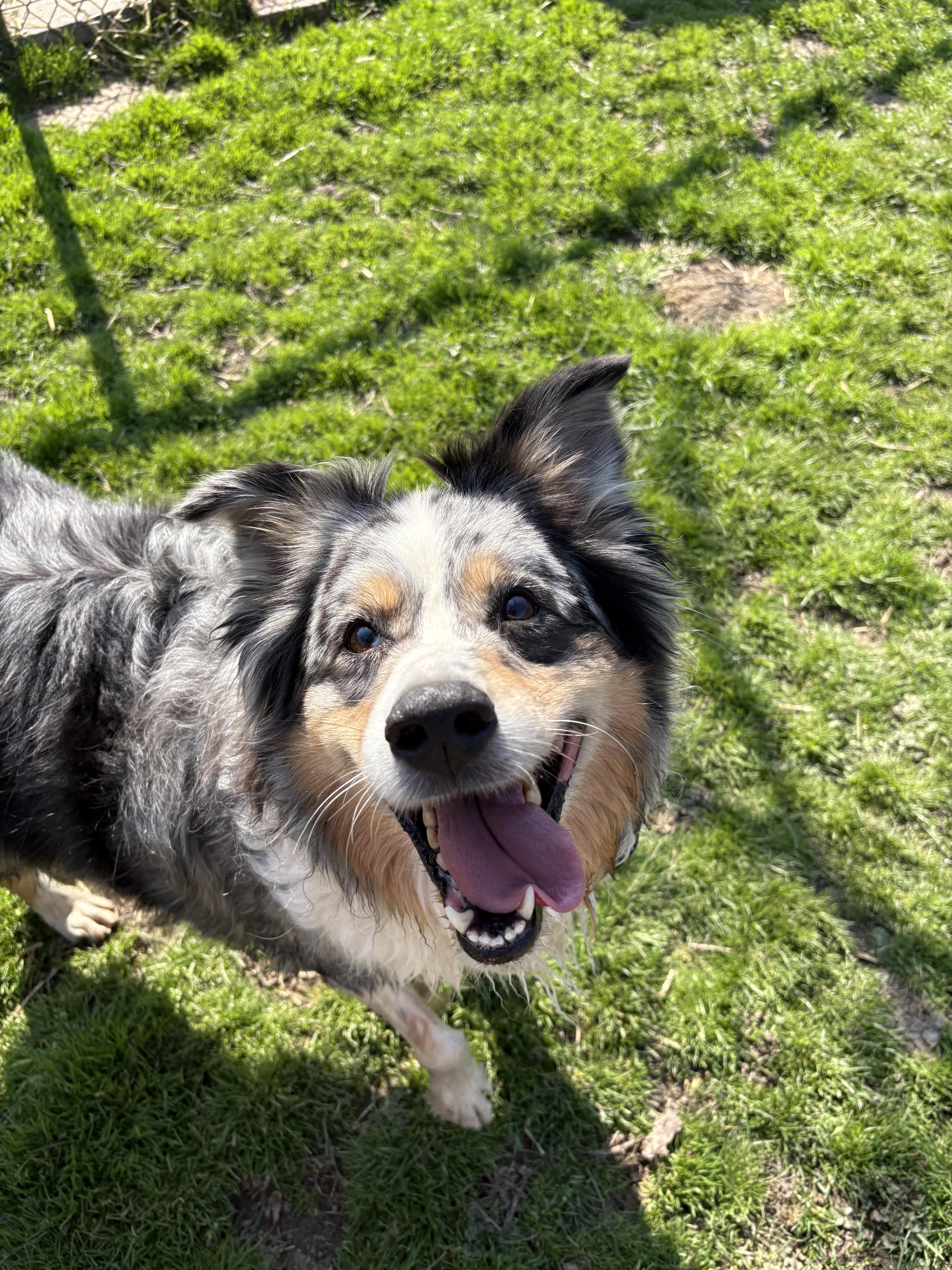 Enlarge Blue, a ADOPTABLE Australian Shepherd in Alexandria, VA image 2/2