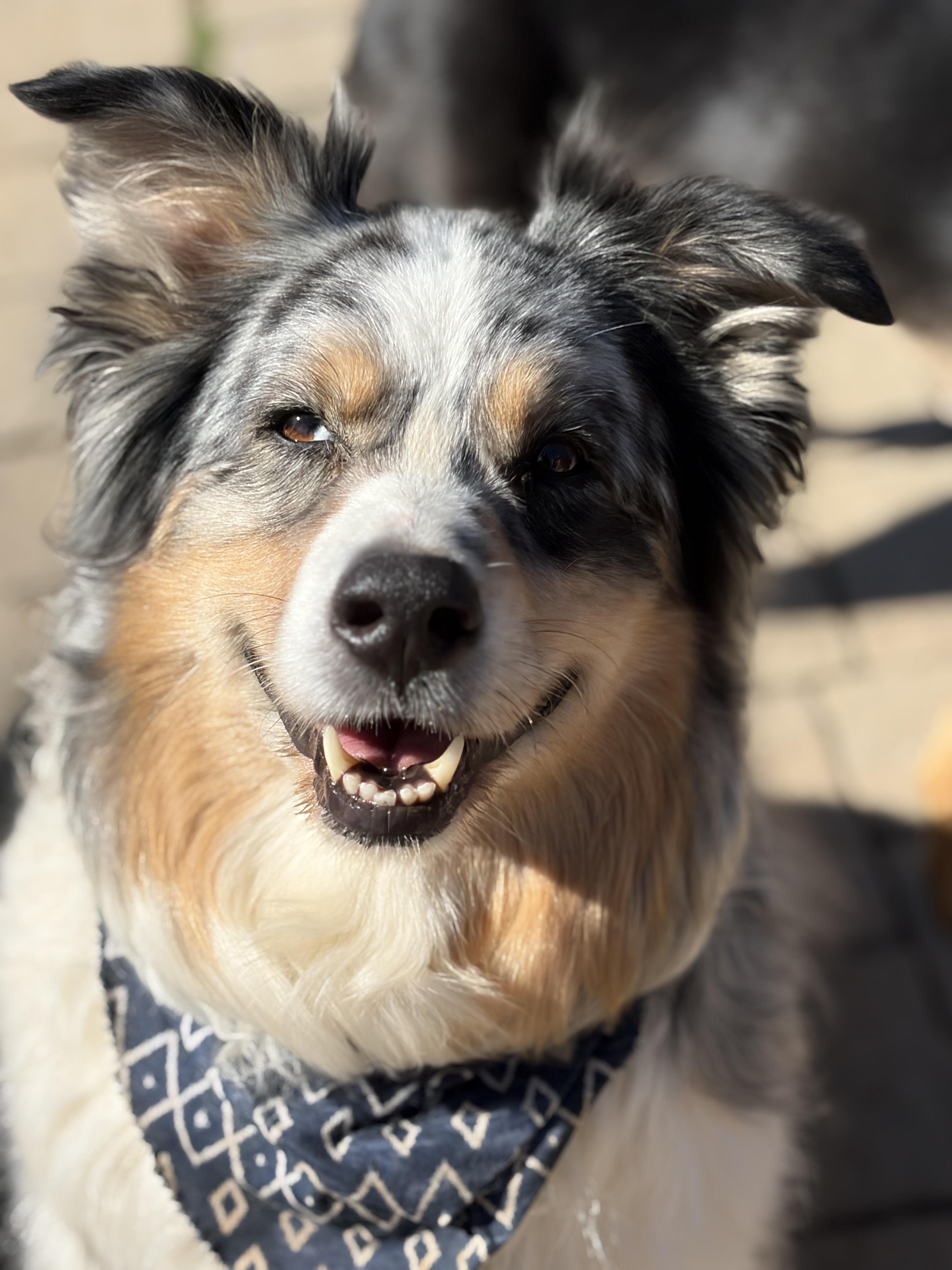 Blue, adopted, Adult Male Australian Shepherd.