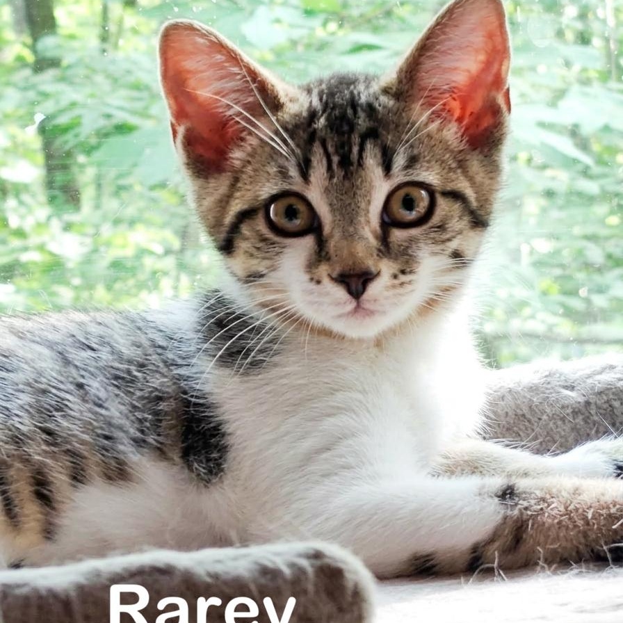 Enlarge Rarity, a ADOPTABLE Domestic Short Hair in Lynchburg, VA image 1/4