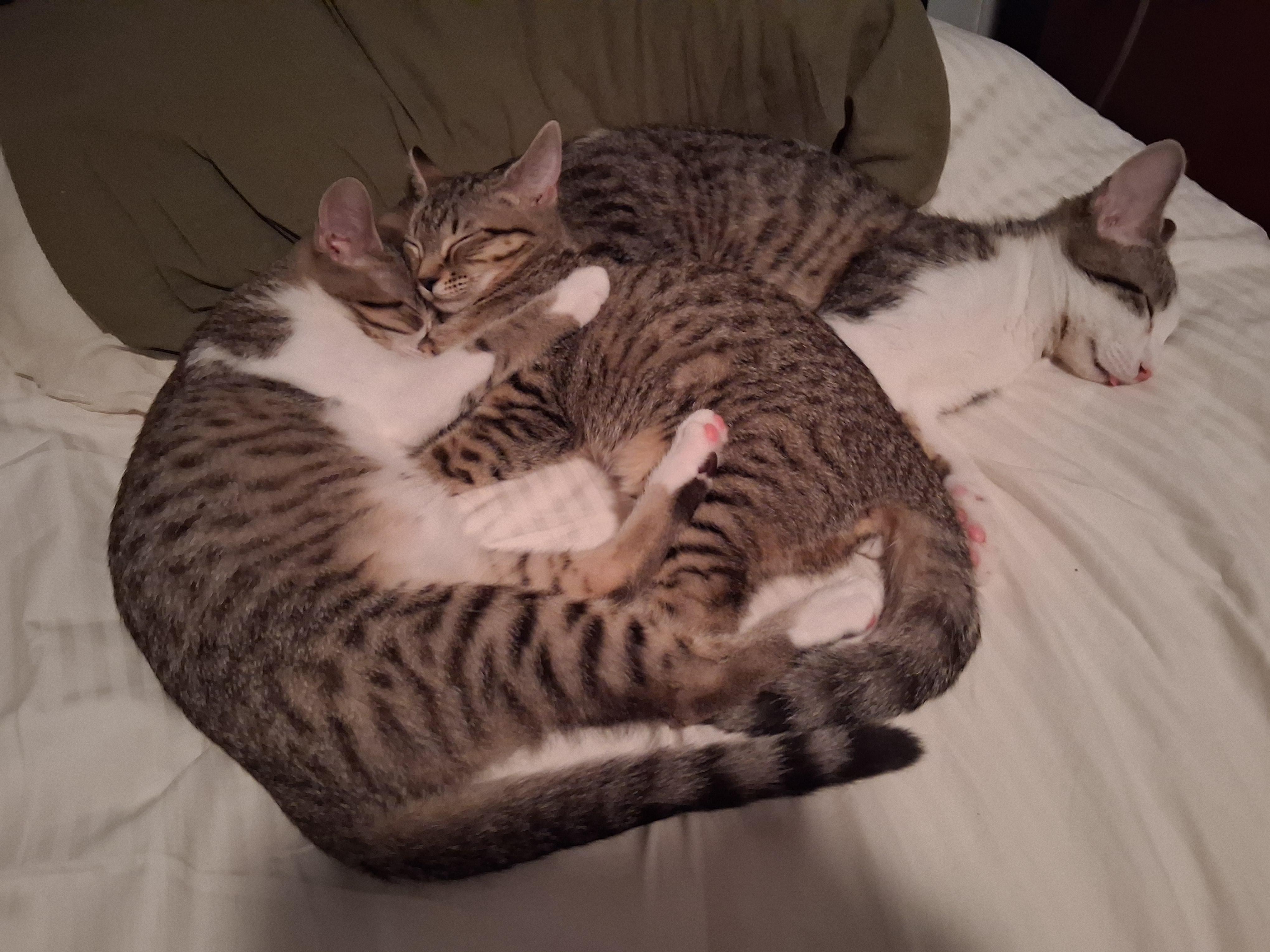 Enlarge Rarity, a ADOPTABLE Domestic Short Hair in Lynchburg, VA image 3/4