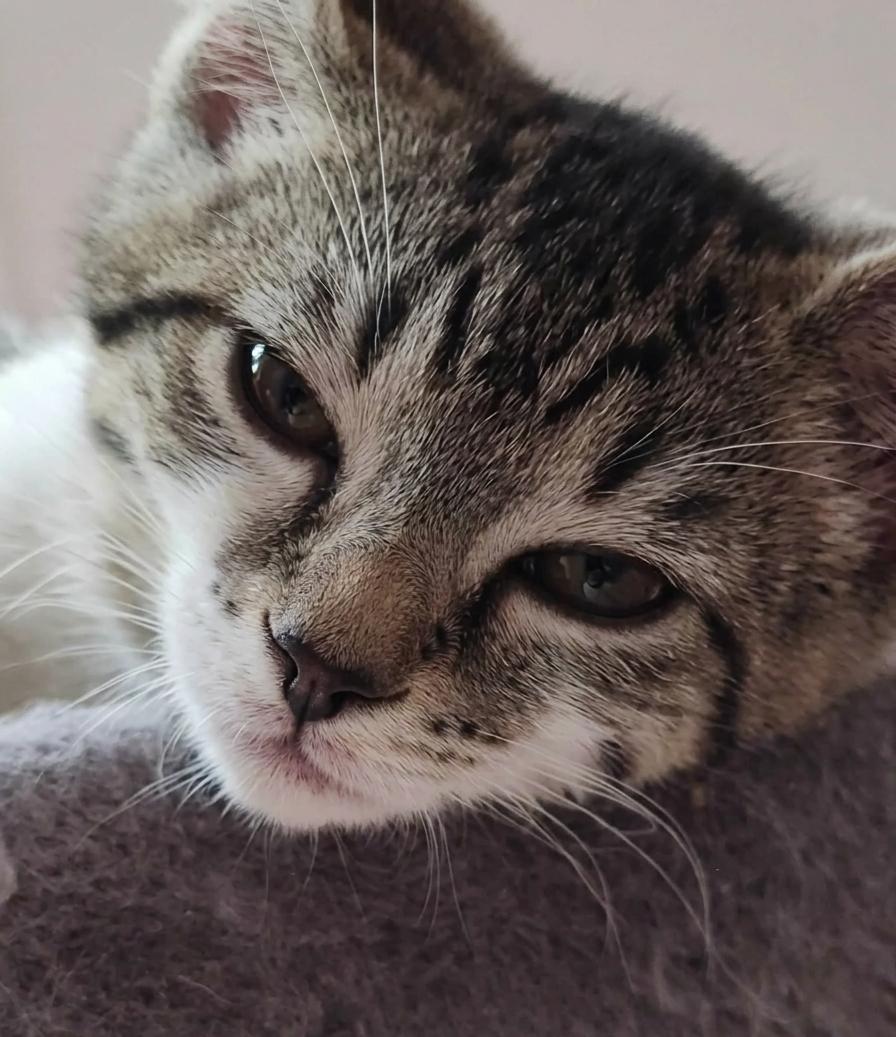 Enlarge Rarity, a ADOPTABLE Domestic Short Hair in Lynchburg, VA image 2/4