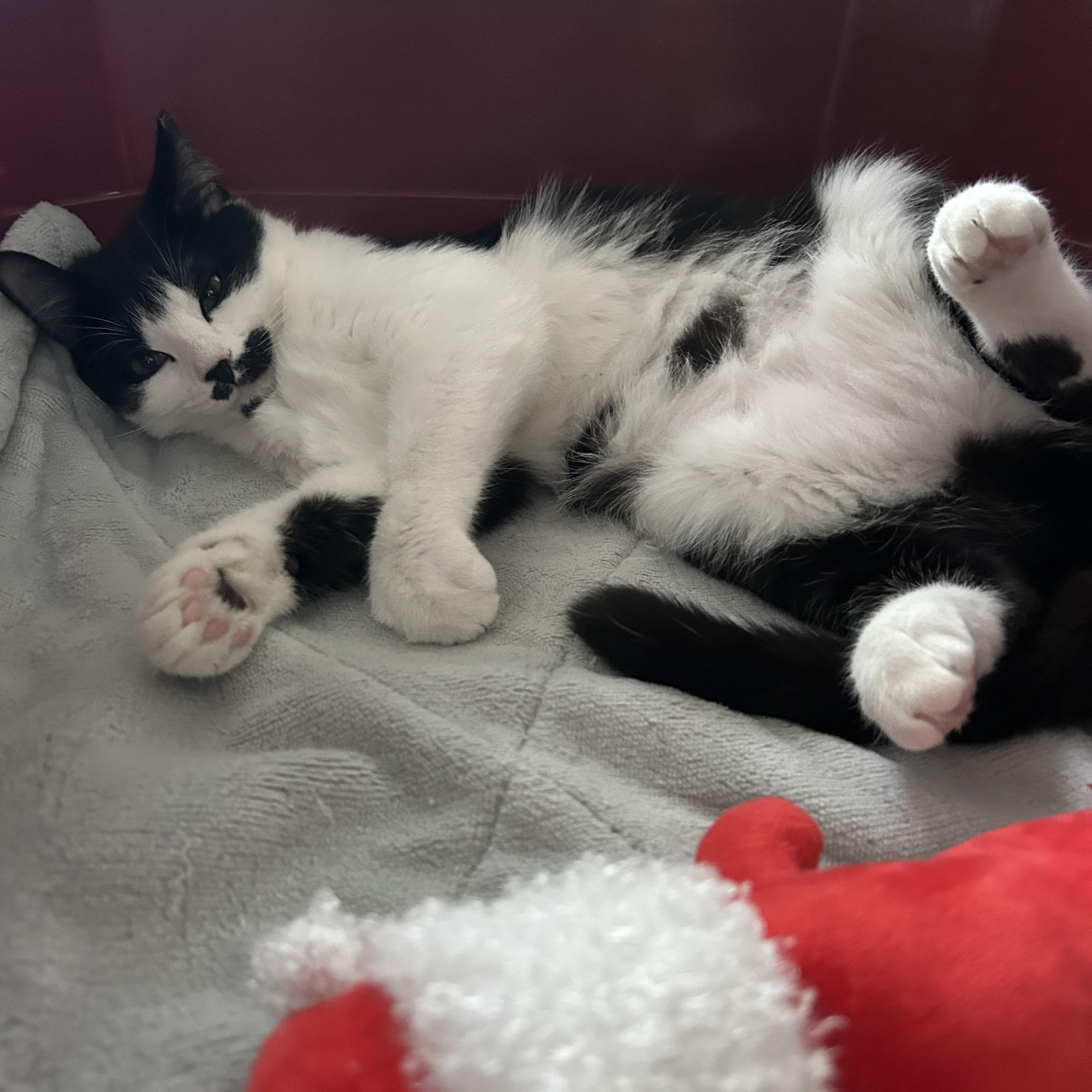 Cranberry, Adoptable, Kitten Female Domestic Short Hair & Tuxedo.