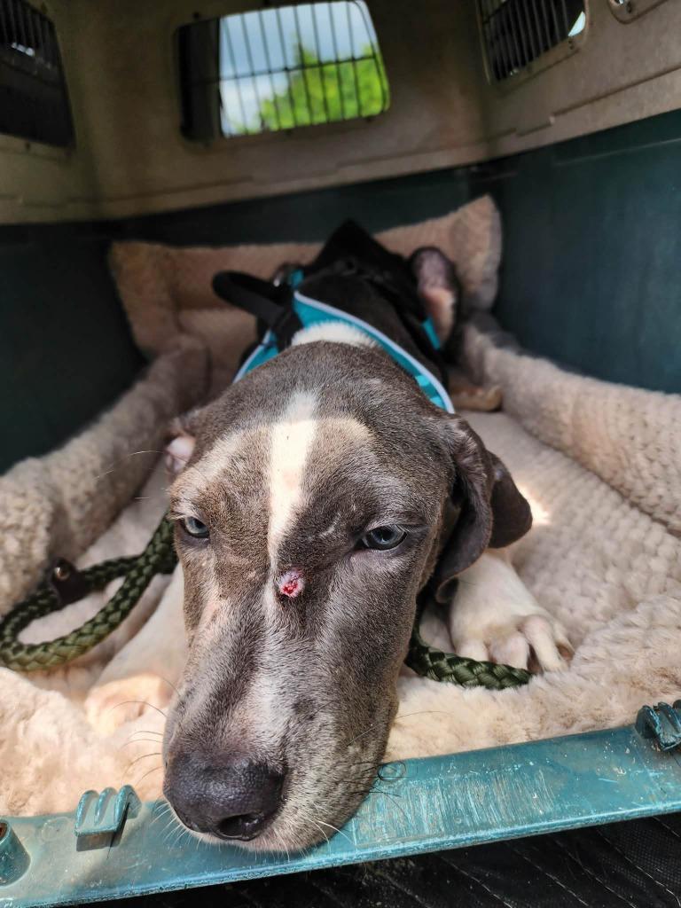 Casey, Adoptable, Puppy Male Coonhound & Pit Bull Terrier.