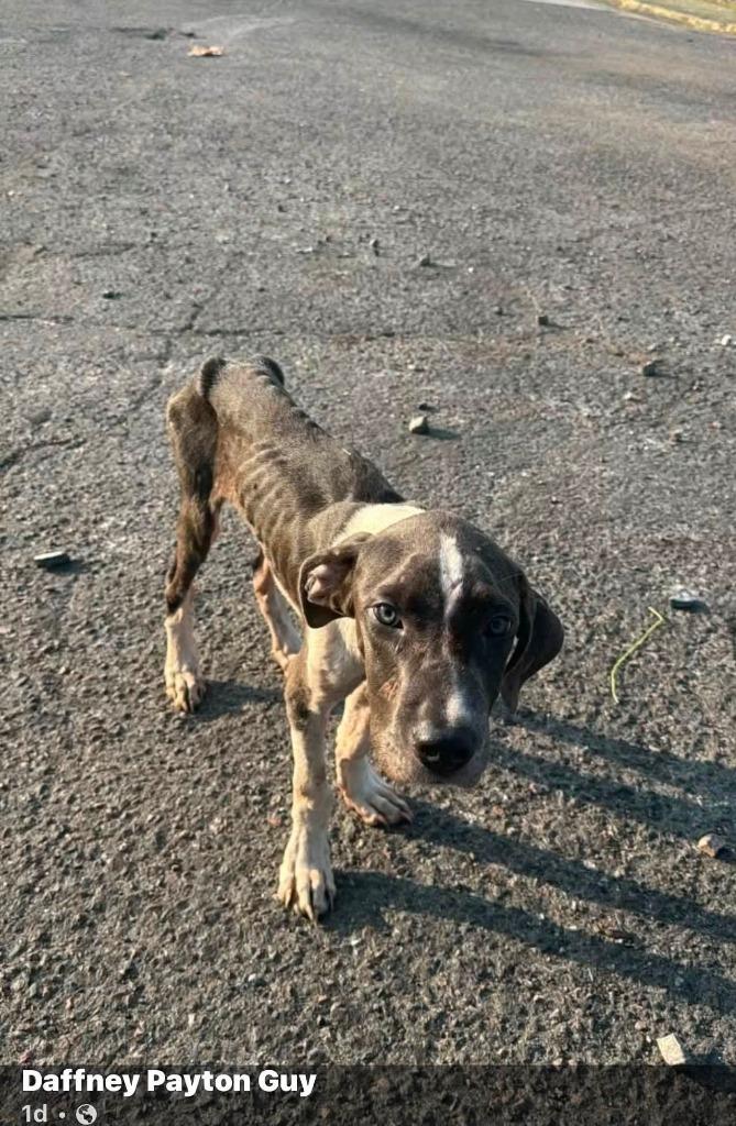Enlarge Casey, a Adoptable mixed breed in Waynesville, GA image 2/6