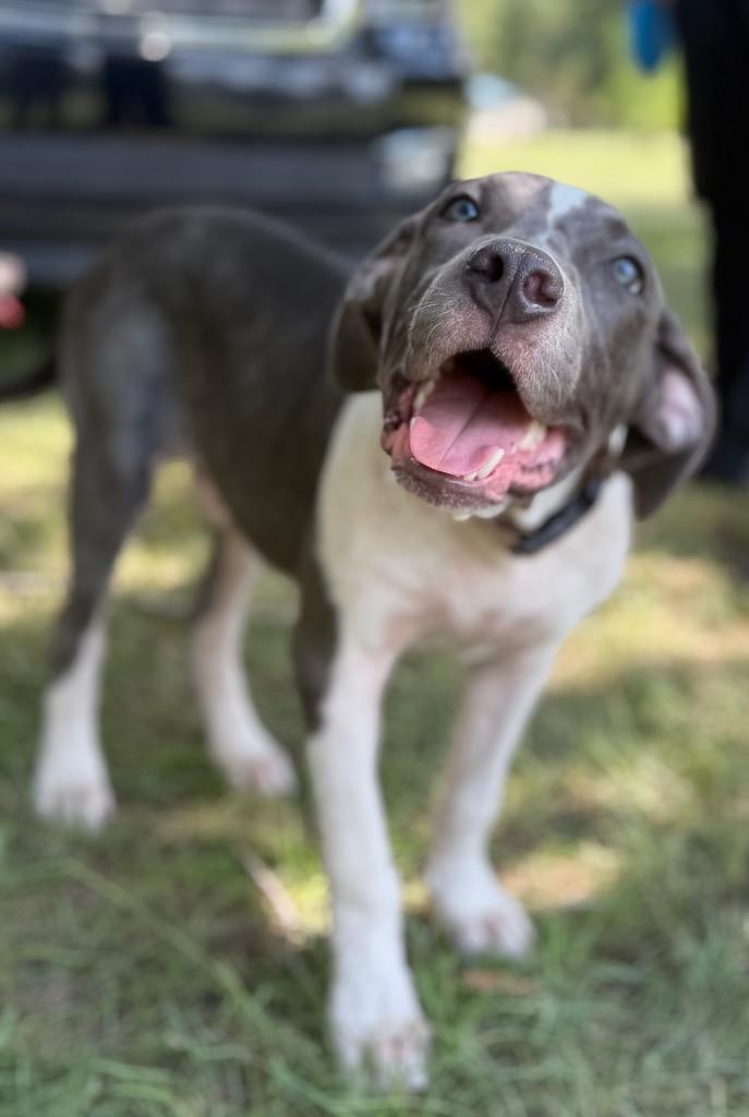 Enlarge Casey, a Adoptable mixed breed in Waynesville, GA image 3/6