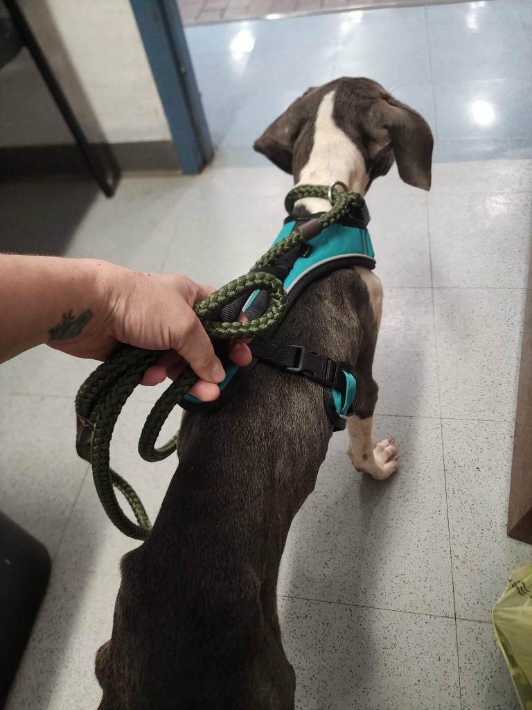 Enlarge Casey, a Adoptable mixed breed in Waynesville, GA image 4/6