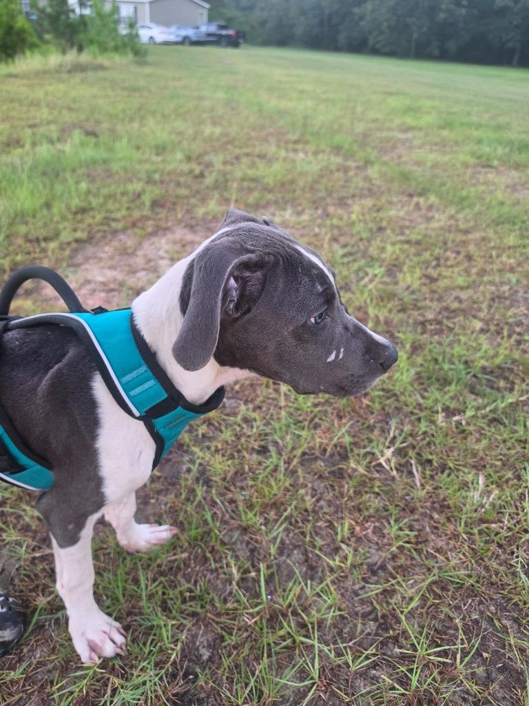 Enlarge Casey, a Adoptable mixed breed in Waynesville, GA image 5/6