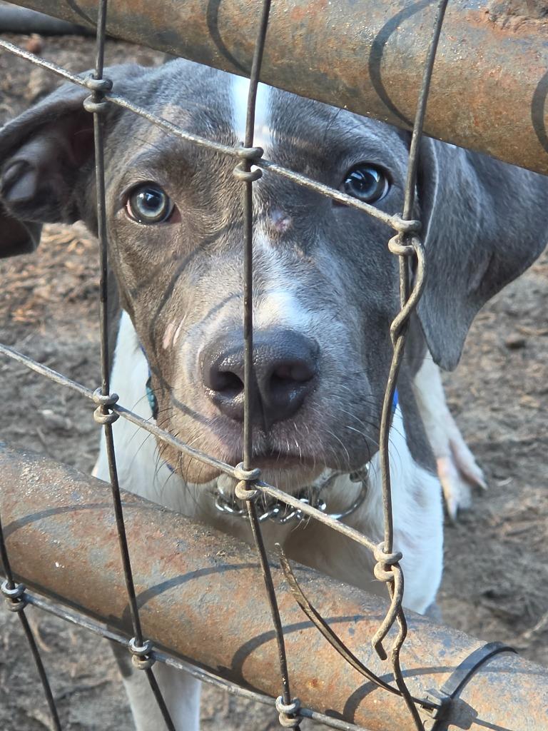 Enlarge Casey, a Adoptable mixed breed in Waynesville, GA image 6/6
