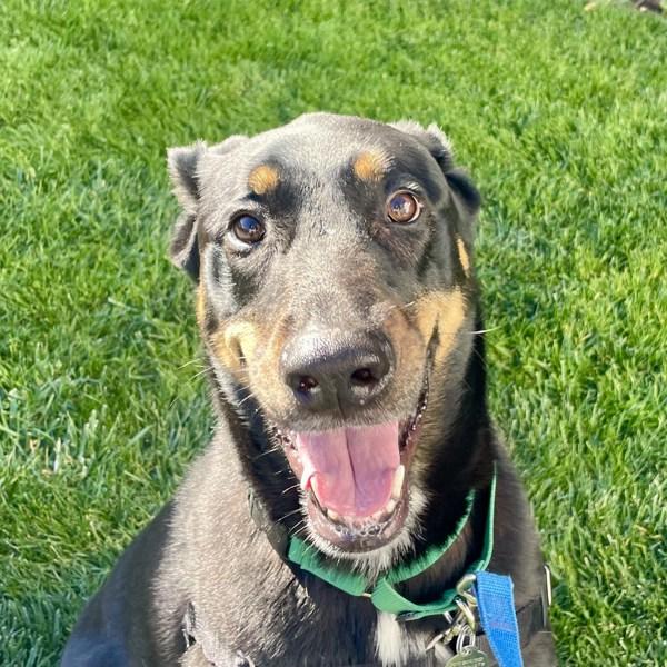 Enlarge Maverick, a Adoptable mixed breed in Walnut Creek, CA image 1/1