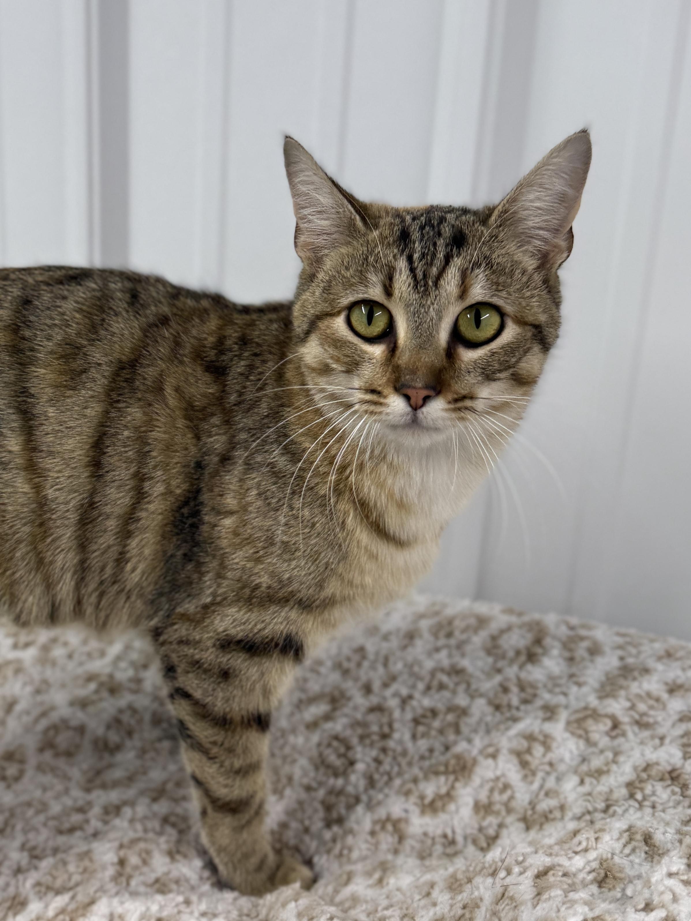 Enlarge Glinda, a ADOPTABLE Domestic Short Hair in Wautoma, WI image 3/3