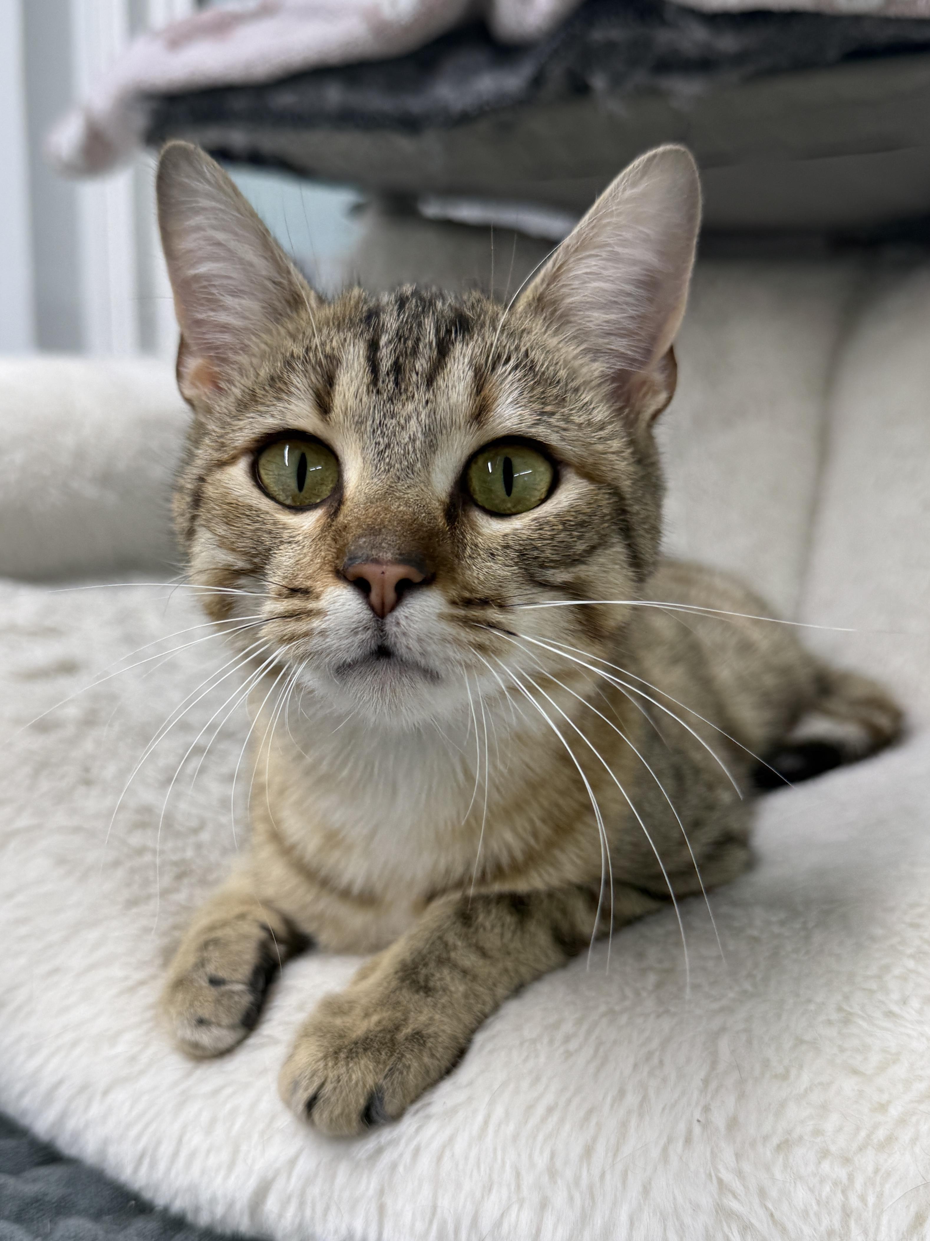 Enlarge Glinda, a ADOPTABLE Domestic Short Hair in Wautoma, WI image 2/3