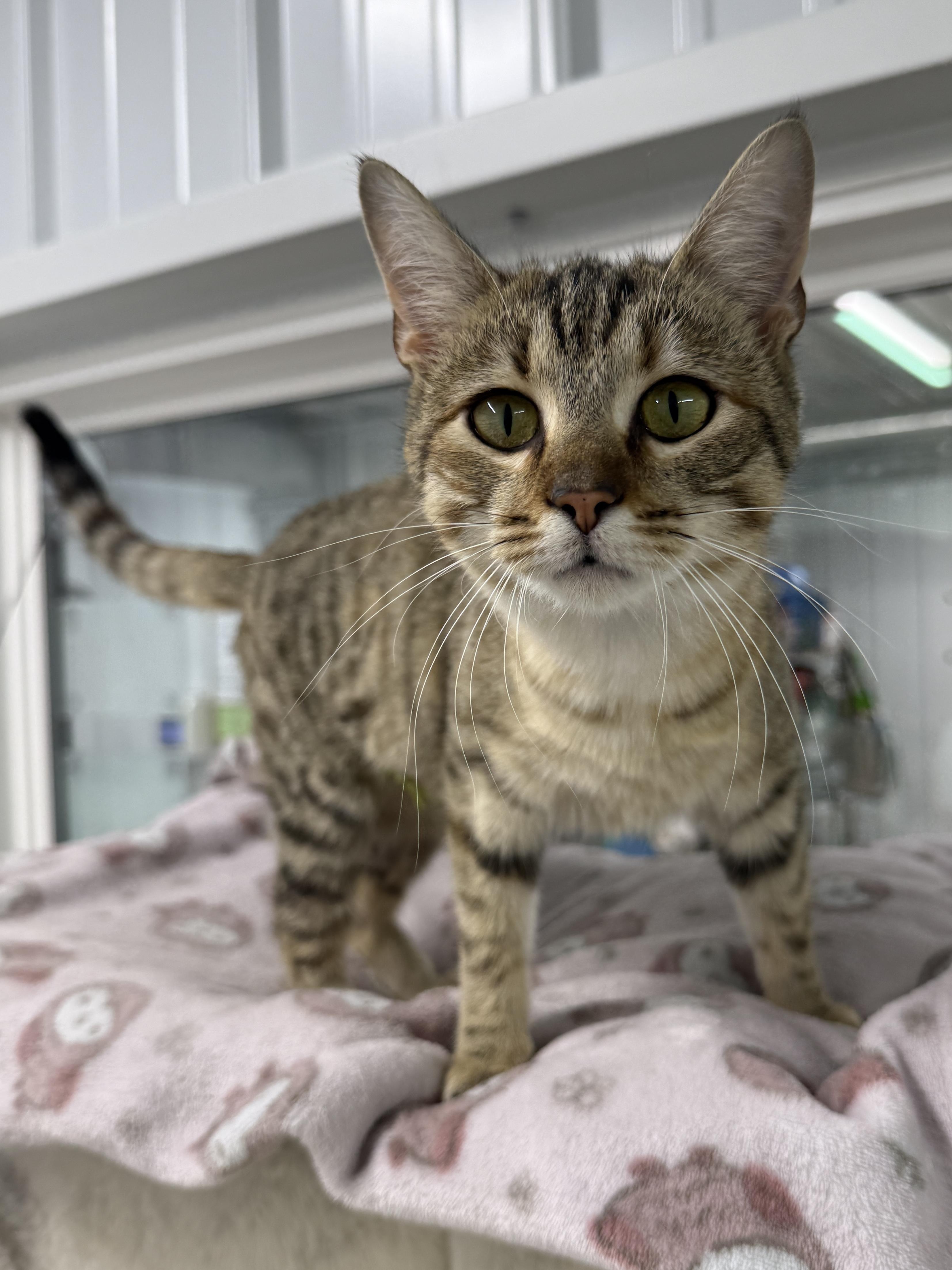 Enlarge Glinda, a ADOPTABLE Domestic Short Hair in Wautoma, WI image 1/3