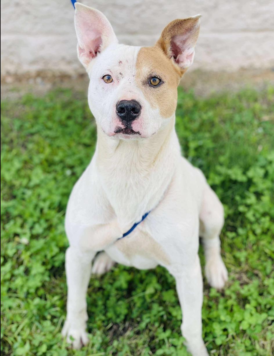Rescue Only-AC#3222 