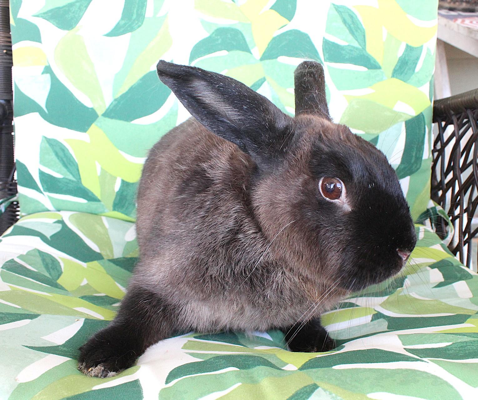 Jupiter, Adoptable, Adult Male American.