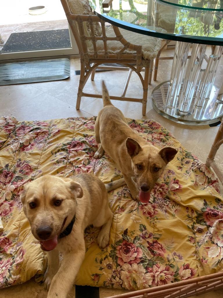 Cartier, Adoptable, Young Female German Shepherd Dog.