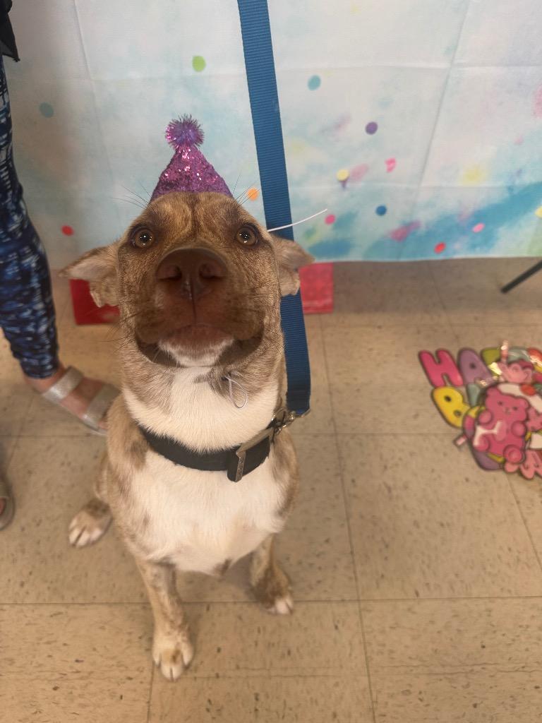 Cartier, Adoptable, Young Female German Shepherd Dog.