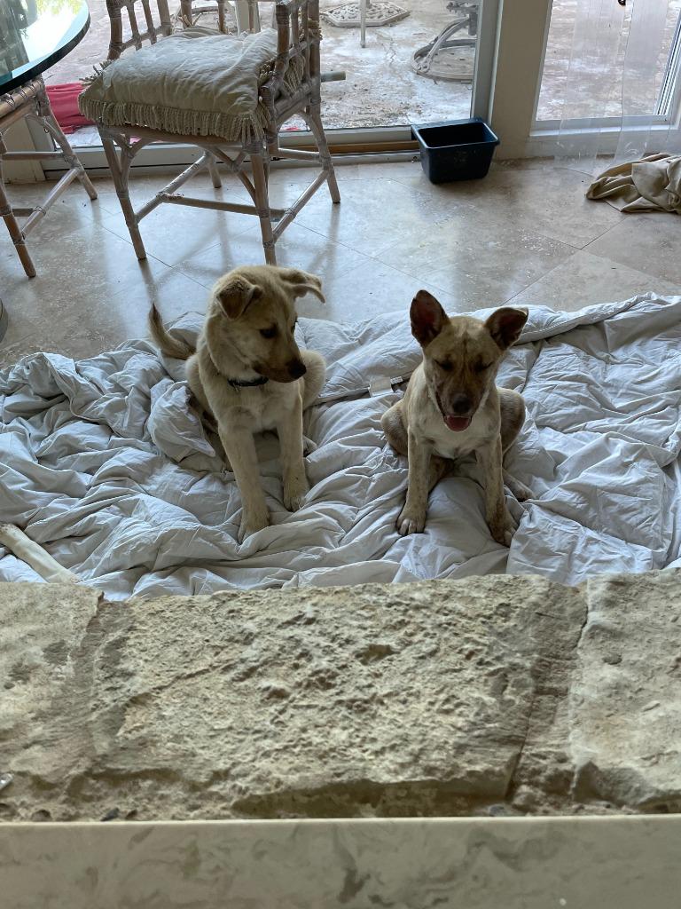 Cartier, a Adoptable mixed breed in Mustang, OK image 3/4