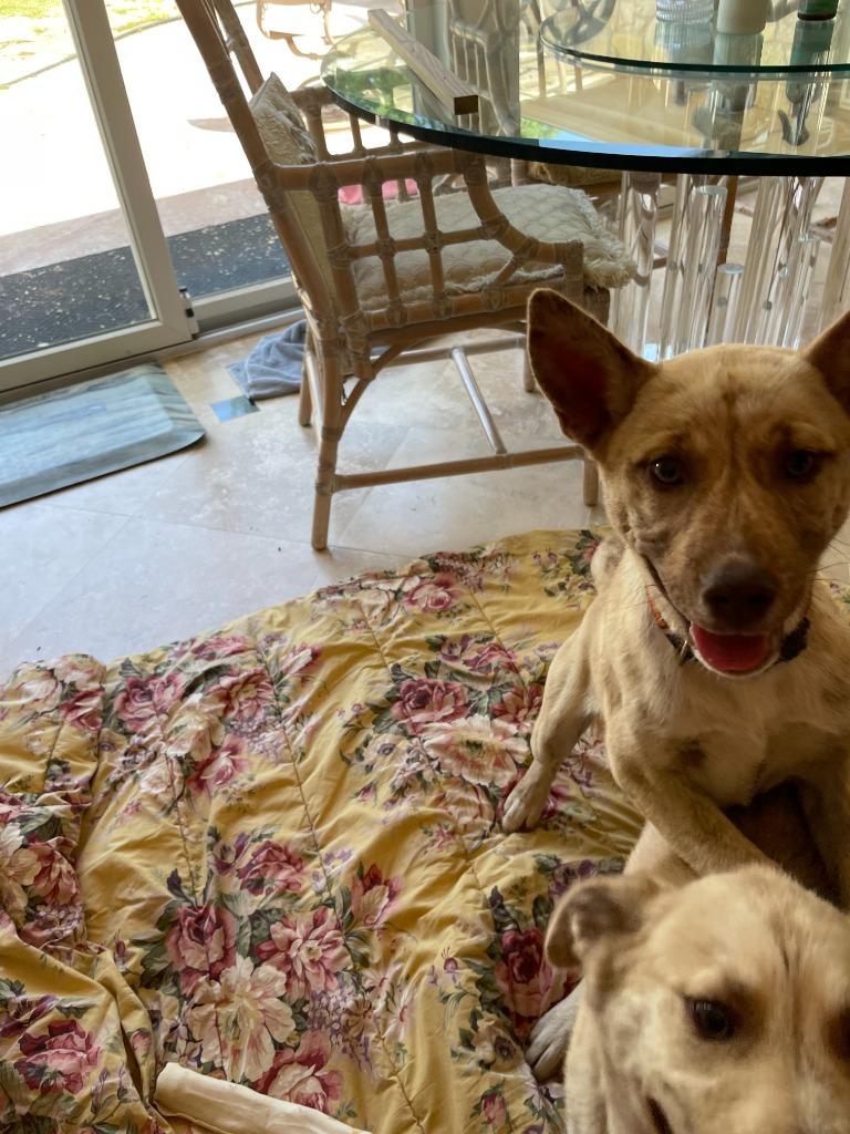 Enlarge Cartier, a Adoptable mixed breed in Mustang, OK image 2/4