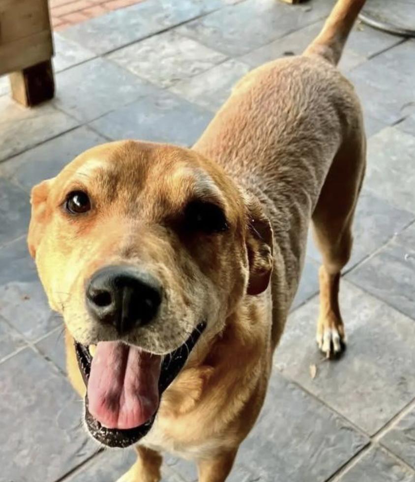 Remo, Adoptable, Senior Male Labrador Retriever & Mixed Breed.