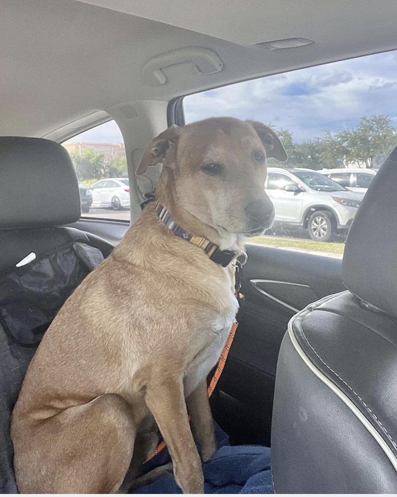 Remo, a Adoptable mixed breed in Boston, MA image 2/4