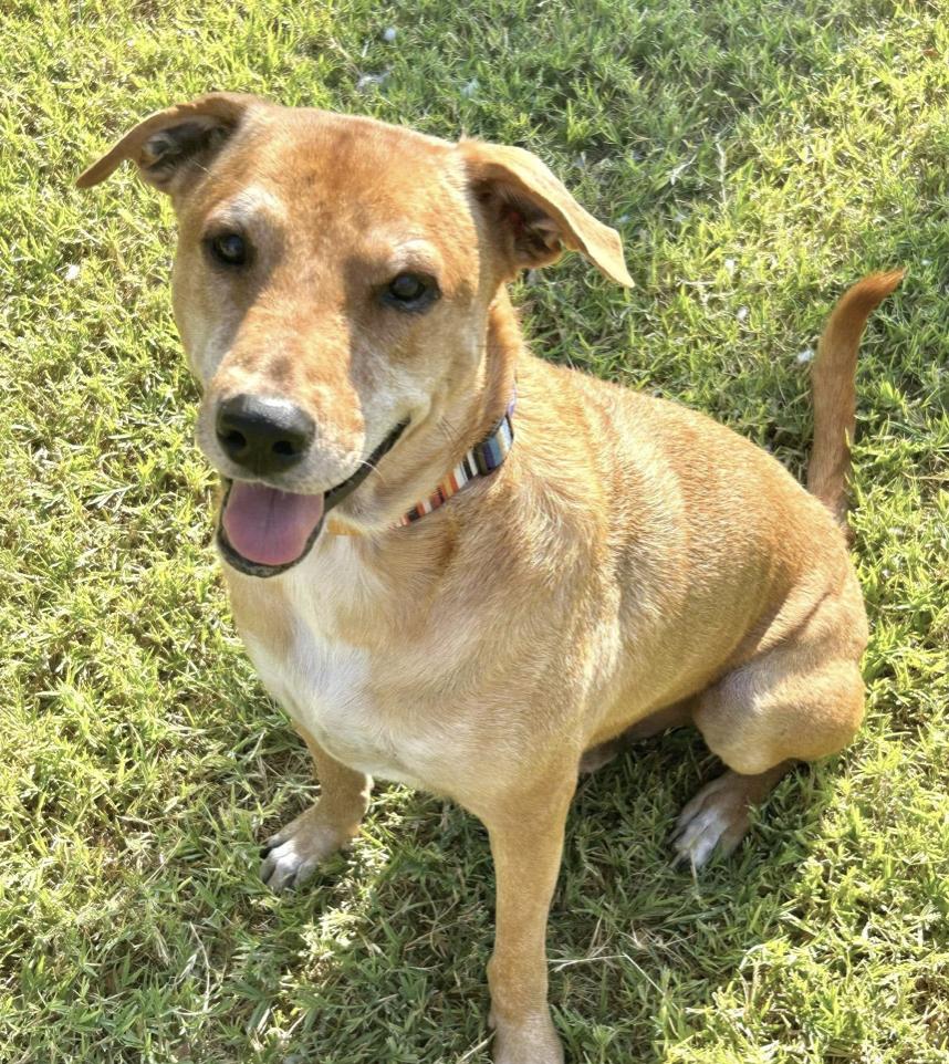 Remo, a Adoptable mixed breed in Boston, MA image 4/4