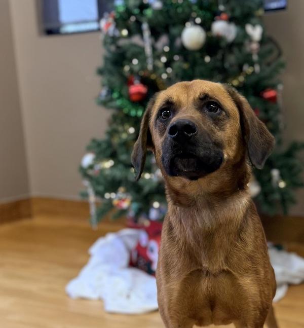 Enlarge Kash, a Adoptable mixed breed in Canton, GA image 1/1