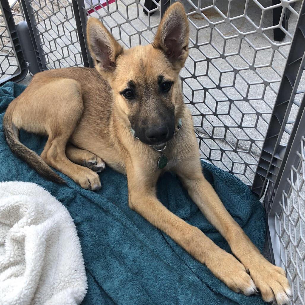 Paloma, Adoptable, Puppy Female Mixed Breed & None.
