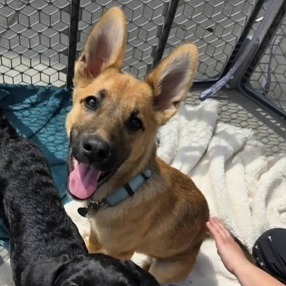 Enlarge Paloma, a Adoptable Mixed Breed in Lakeville, MN image 2/6