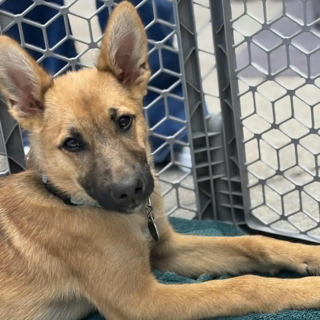 Enlarge Paloma, a Adoptable Mixed Breed in Lakeville, MN image 3/6