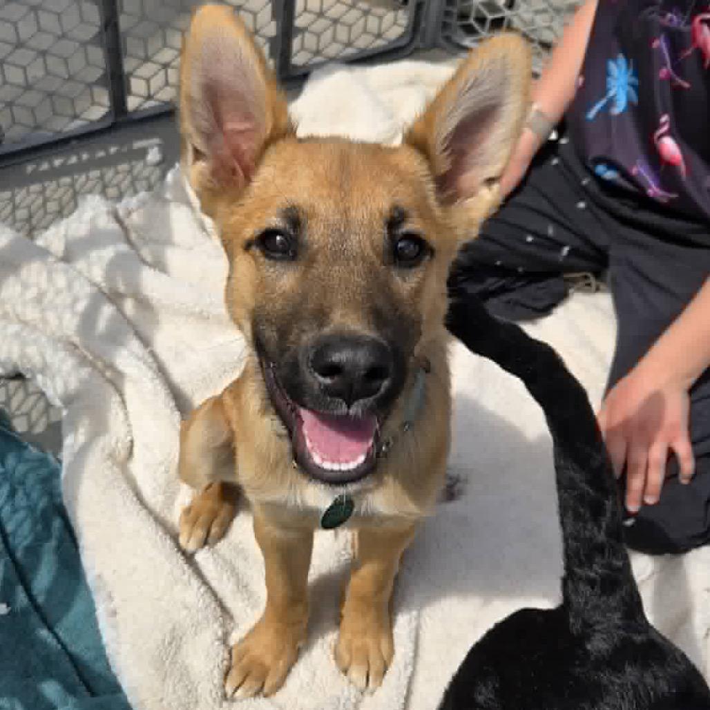 Enlarge Paloma, a Adoptable Mixed Breed in Lakeville, MN image 4/6