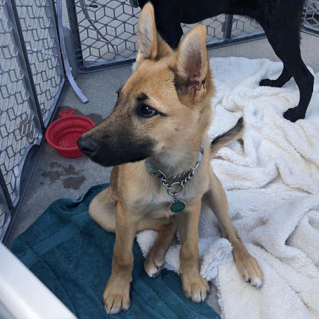 Enlarge Paloma, a Adoptable Mixed Breed in Lakeville, MN image 5/6