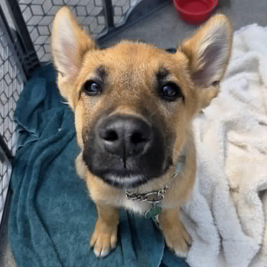 Enlarge Paloma, a Adoptable Mixed Breed in Lakeville, MN image 6/6