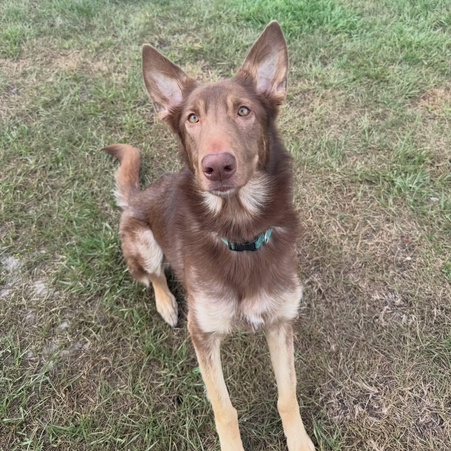 Jolene, Adoptable, Young Female German Shepherd Dog.