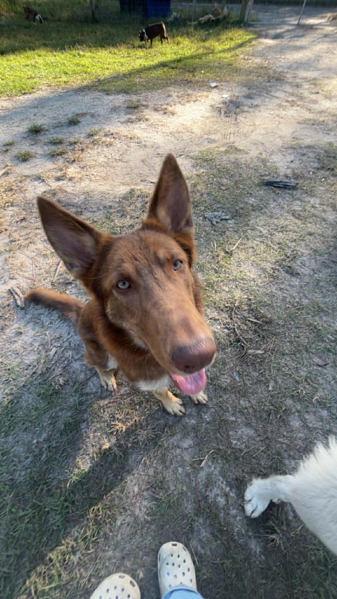 Enlarge Jolene, a Adoptable German Shepherd Dog in Parrish, FL image 2/6