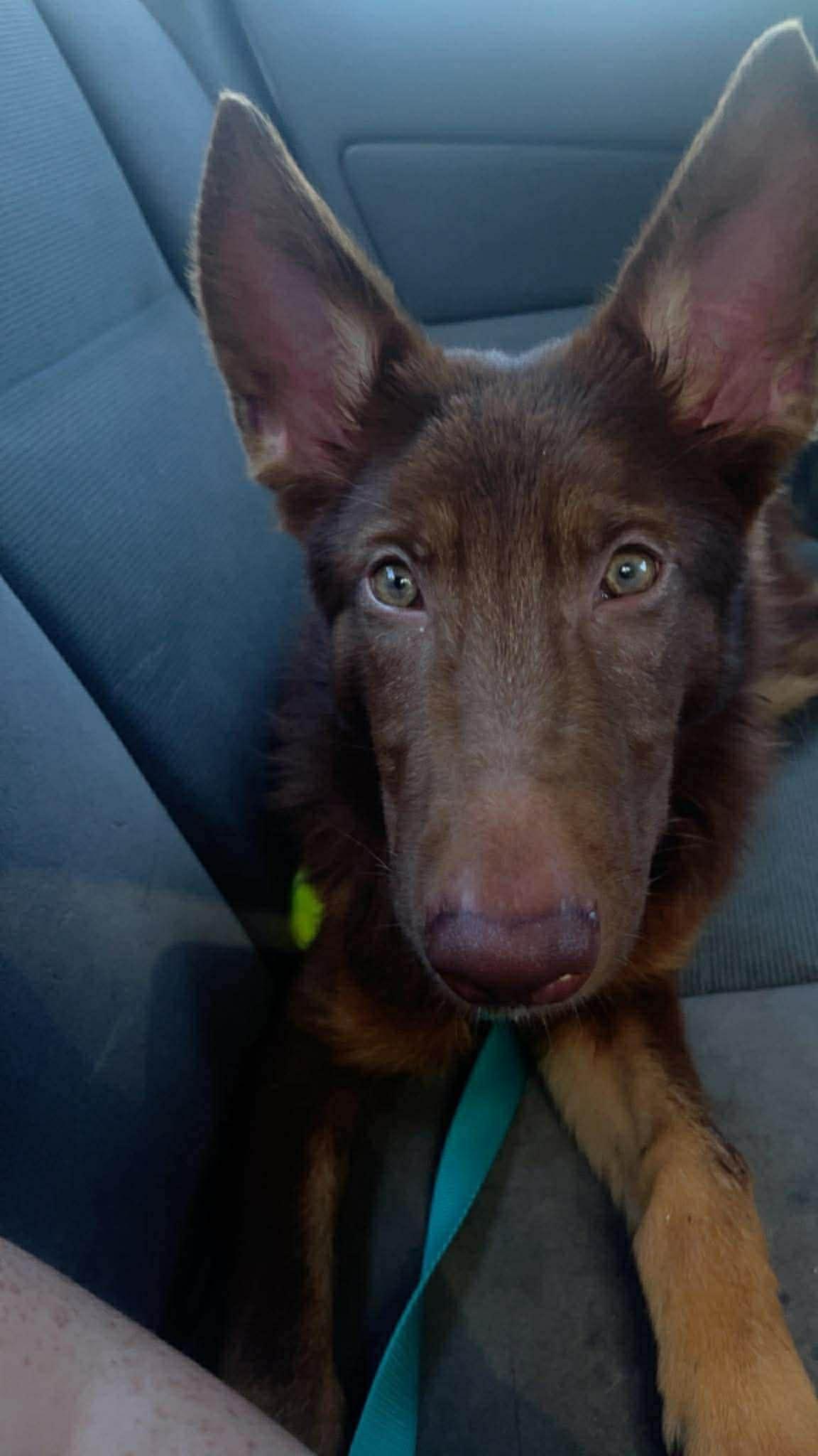 Enlarge Jolene, a Adoptable German Shepherd Dog in Parrish, FL image 3/6