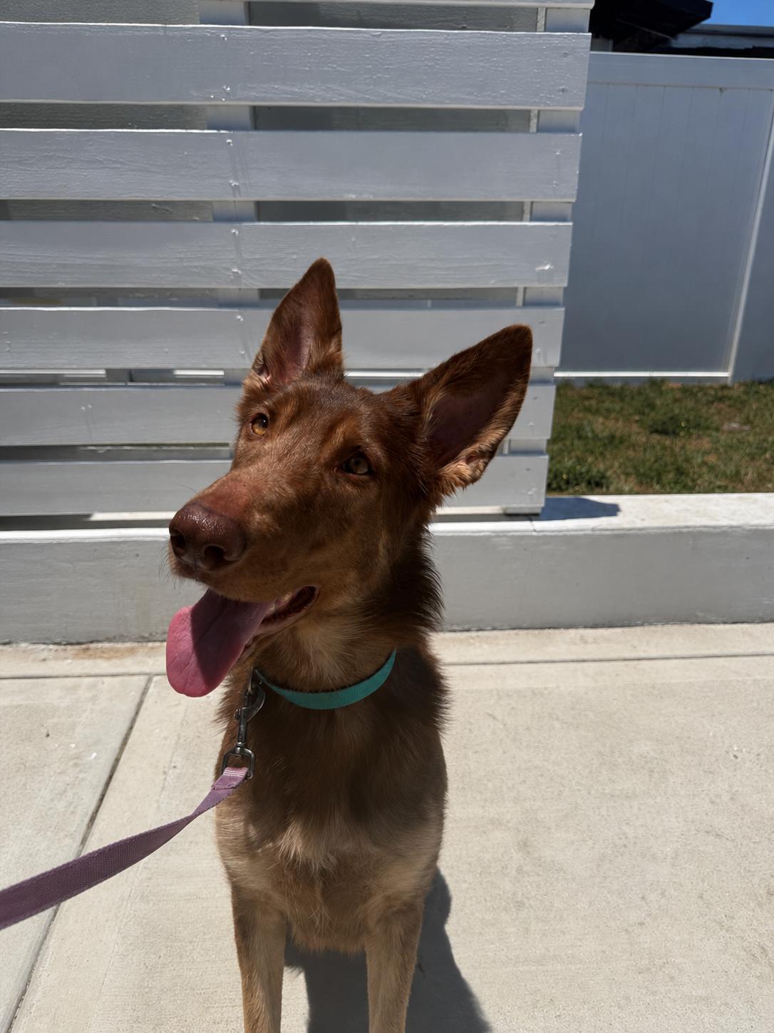 Enlarge Jolene, a Adoptable German Shepherd Dog in Parrish, FL image 4/6