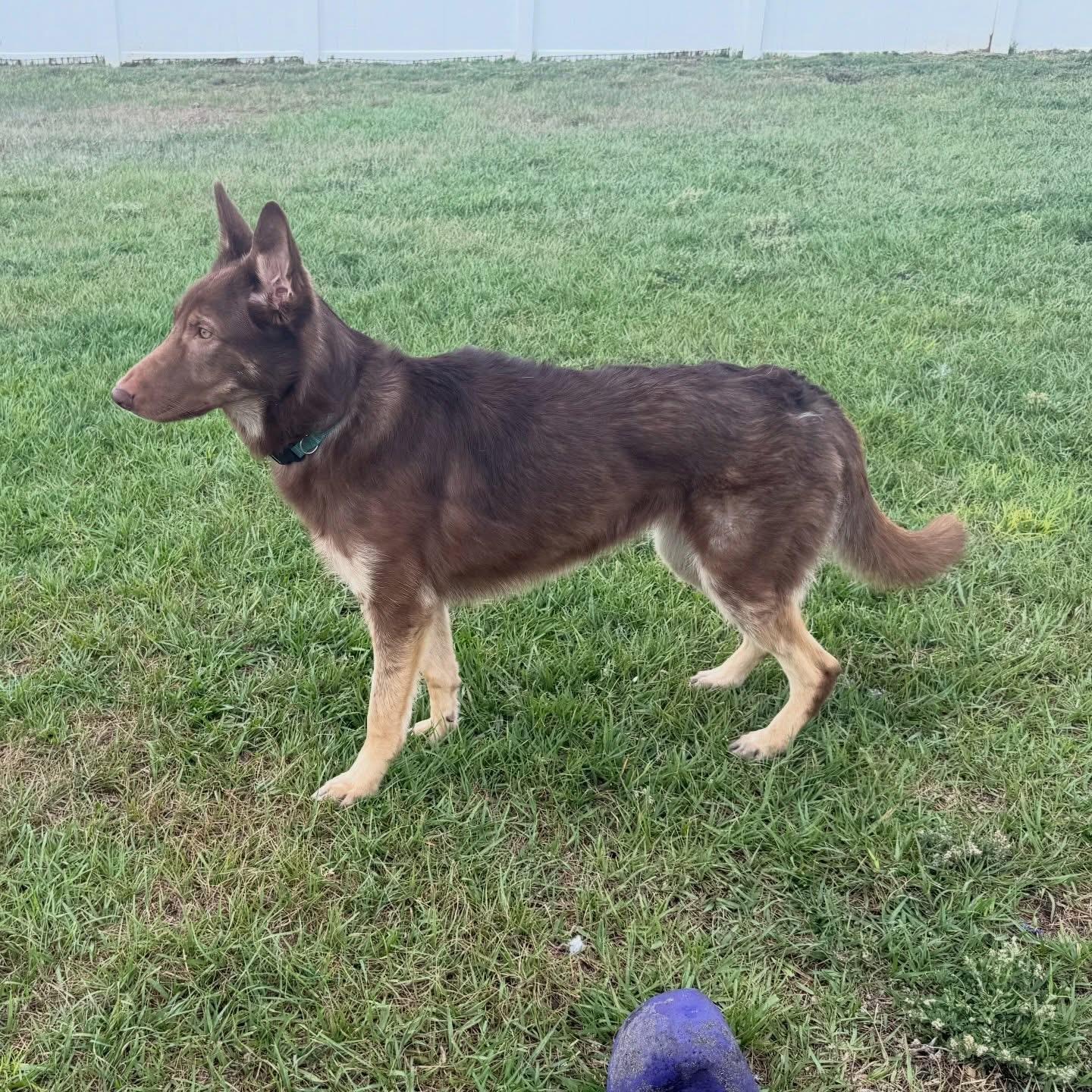 Enlarge Jolene, a Adoptable German Shepherd Dog in Parrish, FL image 5/6