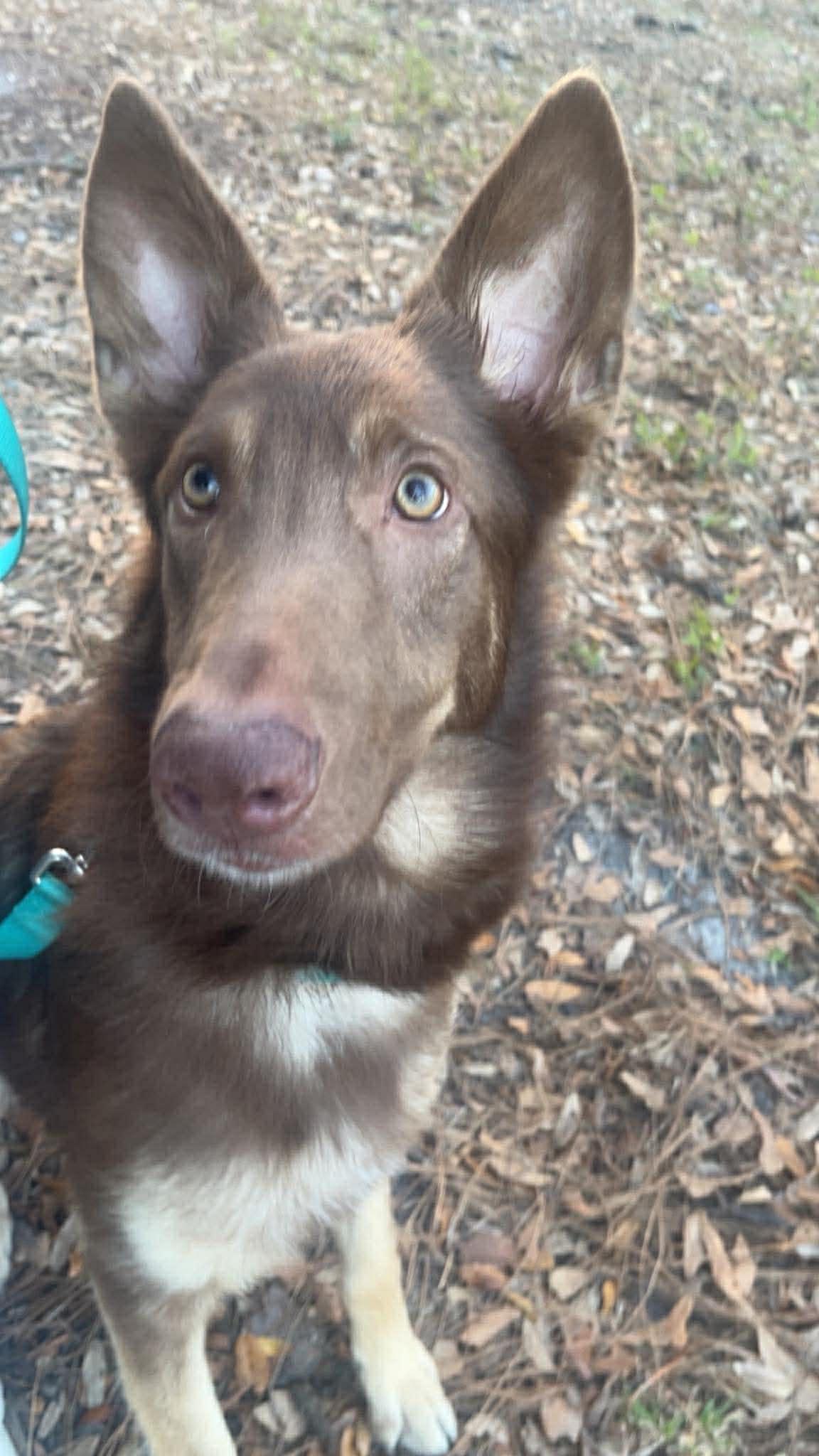 Enlarge Jolene, a Adoptable German Shepherd Dog in Parrish, FL image 6/6