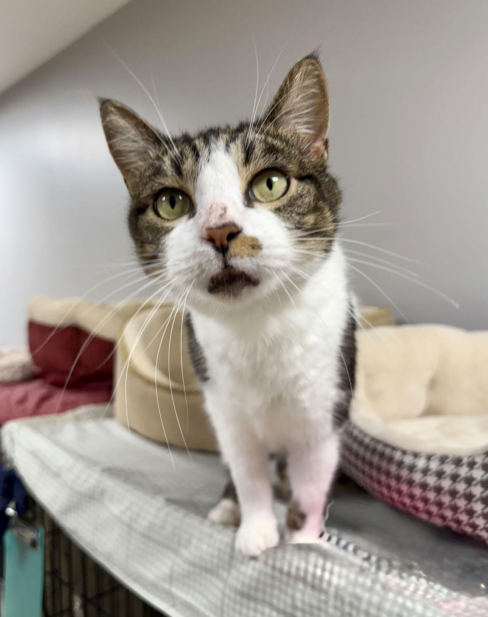 Enlarge Echo Cunningham, a Adoptable Domestic Short Hair in Satellite Beach, FL image 1/3