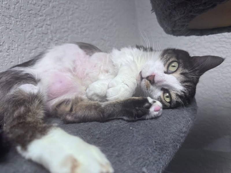 Echo Cunningham, a Adoptable Domestic Short Hair in Satellite Beach, FL image 2/3