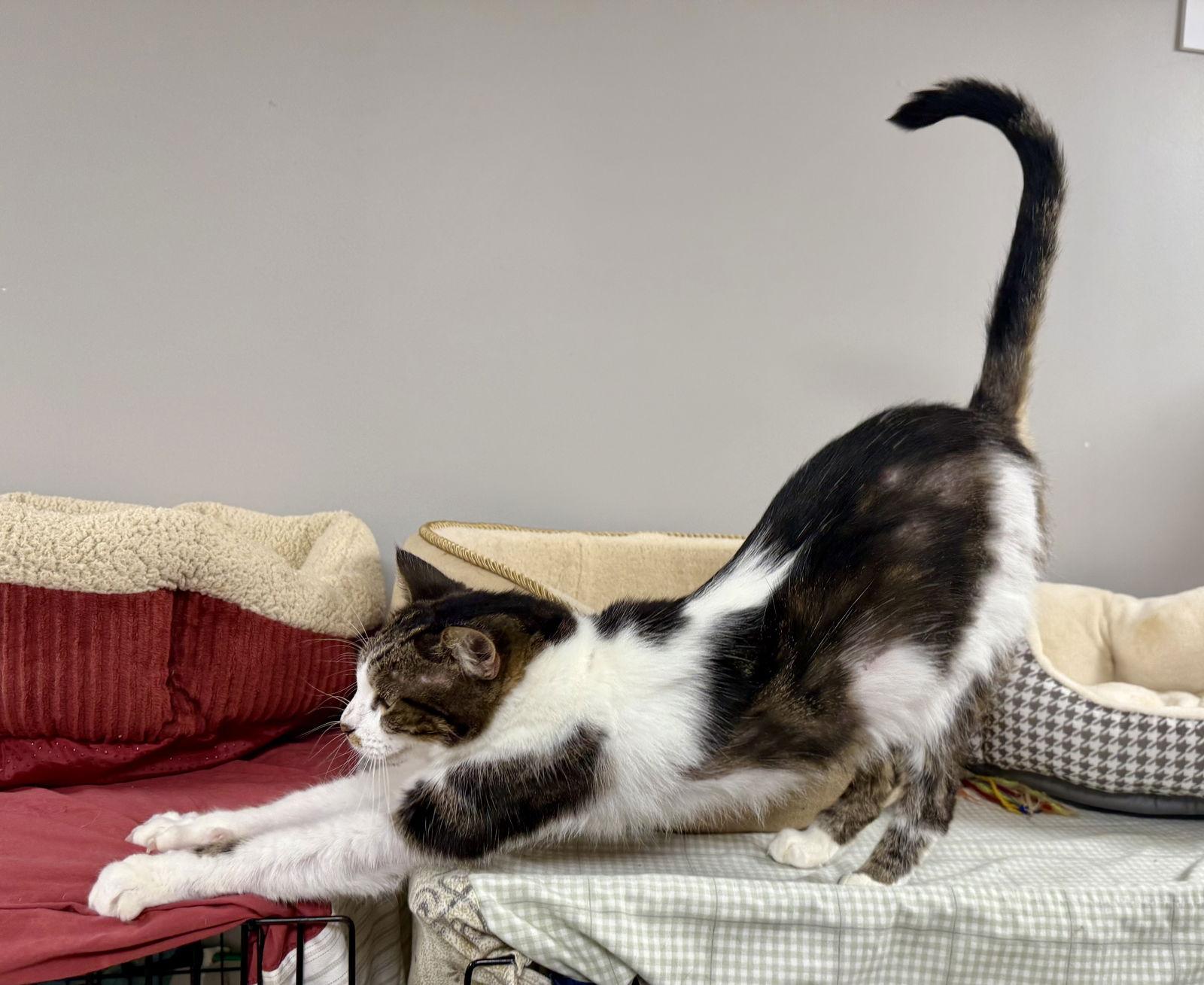 Enlarge Echo Cunningham, a Adoptable Domestic Short Hair in Satellite Beach, FL image 2/3