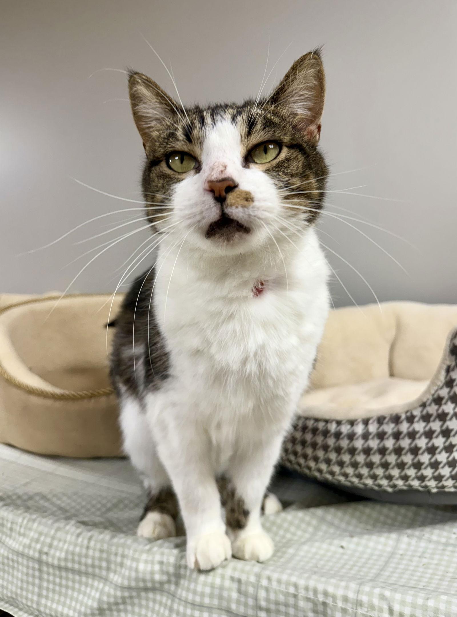 Enlarge Echo Cunningham, a Adoptable Domestic Short Hair in Satellite Beach, FL image 3/3