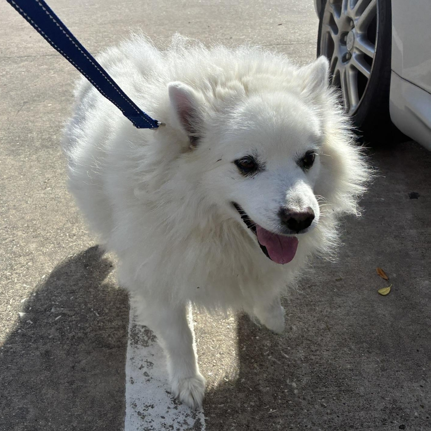 Enlarge Angelo, a ADOPTABLE American Eskimo Dog in Houston, TX image 2/6