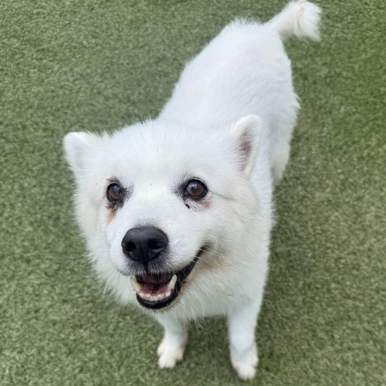 Angelo, a ADOPTABLE American Eskimo Dog in Houston, TX image 5/6