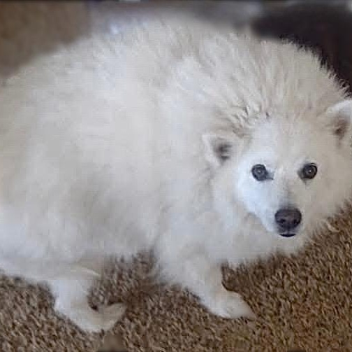 Enlarge Angelo, a ADOPTABLE American Eskimo Dog in Houston, TX image 5/6