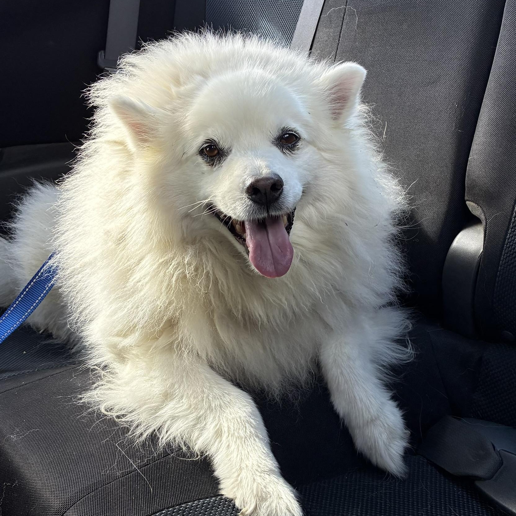 Angelo, ADOPTABLE, Senior Male American Eskimo Dog.
