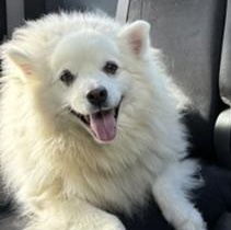 Angelo, ADOPTABLE, Senior Male American Eskimo Dog.