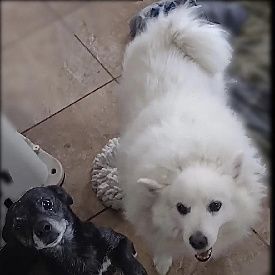 Angelo, a ADOPTABLE American Eskimo Dog in Houston, TX image 6/6