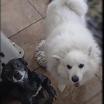 Enlarge Angelo, a ADOPTABLE American Eskimo Dog in Houston, TX image 6/6